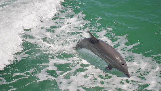 Clearwater Beach: dolphin encounter boat cruise with lunch gift card
