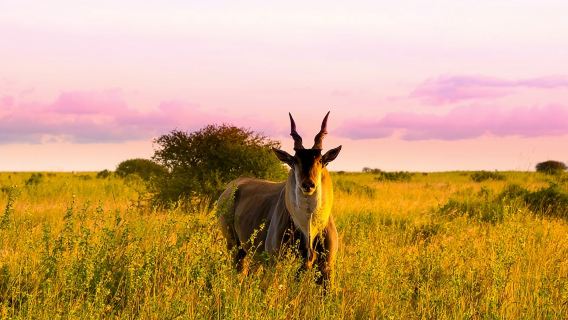 Tour di mezza giornata al Parco Nazionale di Nairobi in Kenya / Prelievo e prenotazione biglietti a domicilio