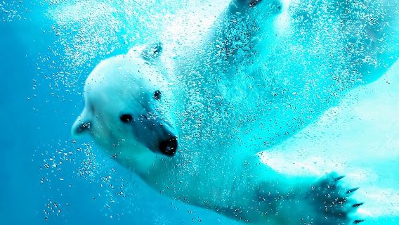 Охлаждающий маршрут по Хоккайдо! Отправление из Саппоро | Зоопарк Асахияма + Синий пруд Широгана + Водопад Ширахиге