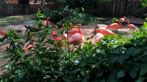 Chiang Mai Night Safari one-day tour [optional admission ticket only]|Shared transportation transfer|Private charter (Pickup & drop-off)