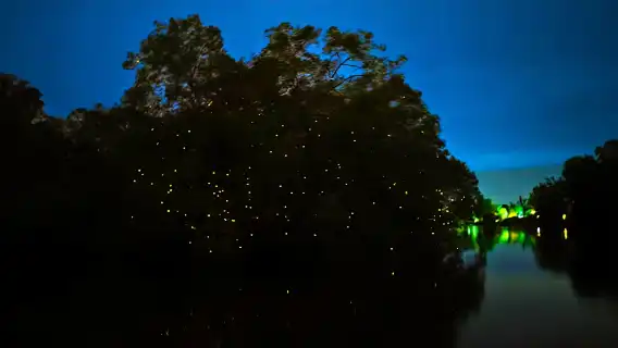 沙巴亞庇天鏡紅樹林半日遊真kawakawa螢火蟲長鼻猴一日遊