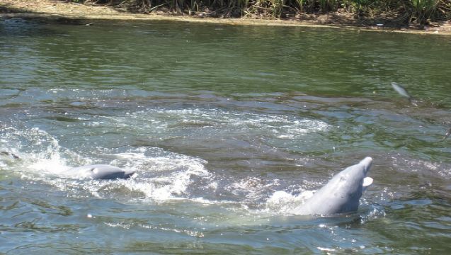Croisière safari de 3 heures pour observer la faune sauvage de Crystal River