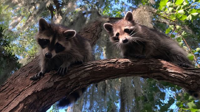 Guided Boat Tour of New Orleans Bayou