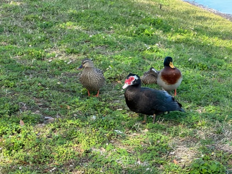 基西米：4小時電動山地單車湖畔之旅
