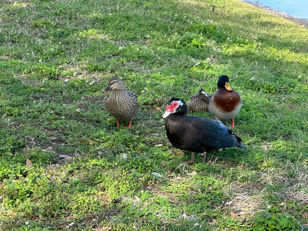 Kissimmee: esplora l'avventura sul lungolago a bordo di un triciclo elettrico