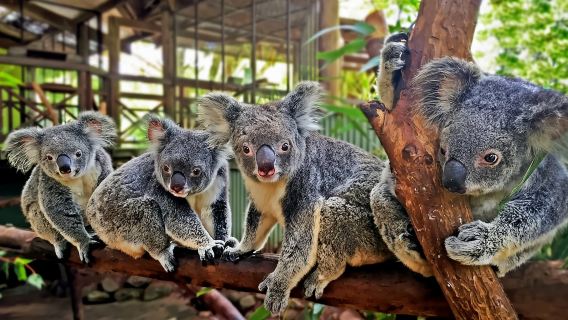 Day Trip: Rainforest & Aboriginal Culture Tour