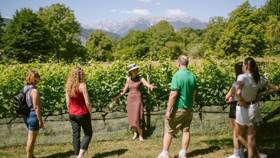 Mezzocorona: vineyard Tour on Mount and tasting of 3 wines