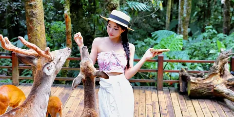 普洱市區上門接送:普洱茶馬古道旅遊景區+太陽河森林公園一日遊