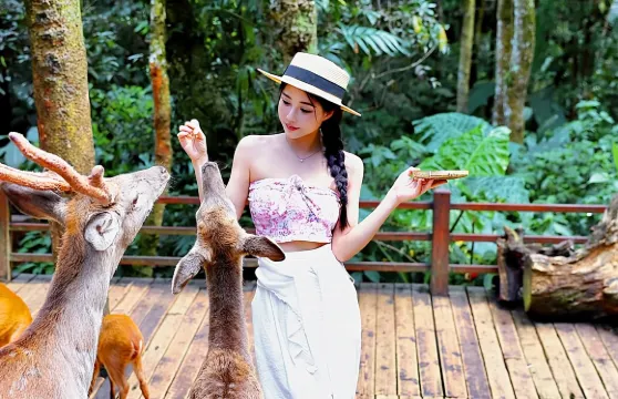 普洱市區上門接送：普洱茶馬古道旅遊景區+太陽河森林公園一日遊