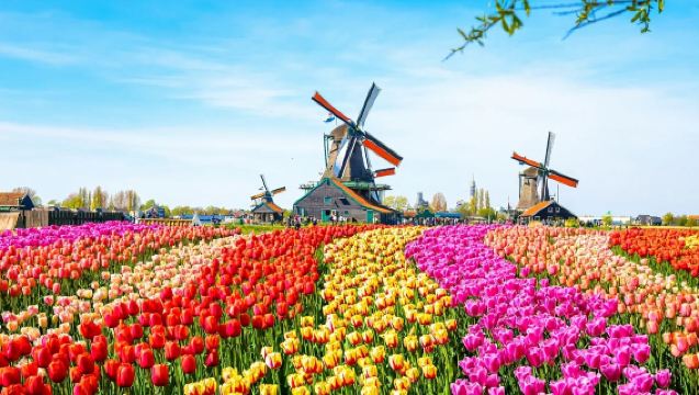 Amsterdam Zaanse Schans + Van Gogh Museum + Dam Square Day Tour