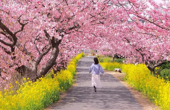 貴安平壩櫻花園一日遊【私家團包車遊|純玩|可定制】