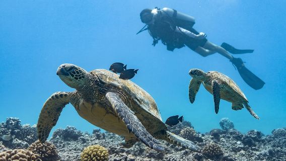 Incredibly Fun Coral Reef Giant Sea Turtles 4hour Boat Scuba Tour