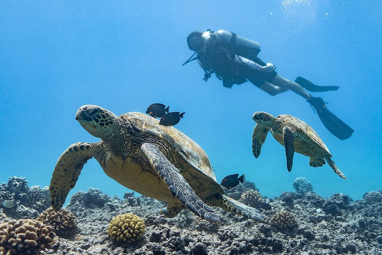 Incredibly Fun Coral Reef Giant Sea Turtles 4hour Boat Scuba Tour