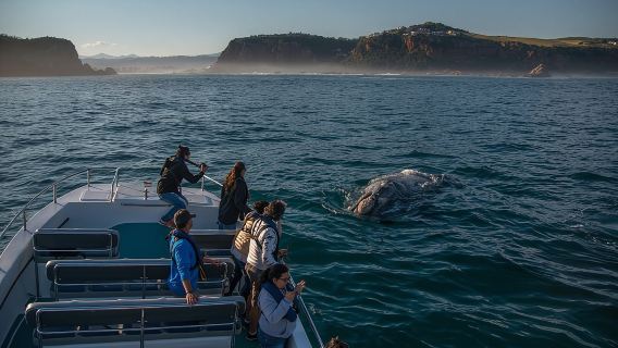 Whale Watching Knysna - Close Encounter Experience Ocean Odyssey