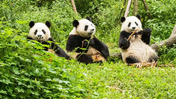 Chengdu Giant Panda Base admission ticket(Adult Ticket) - morning session