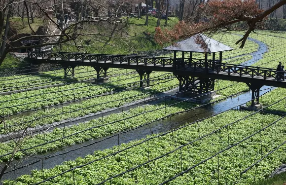長野出發松本市私人日遊