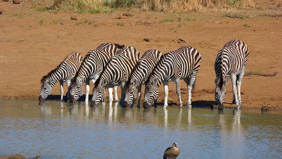 Pilanesberg Wildreservat: 6-stündige Sonnenaufgangssafari ab Johannesburg oder Pretoria