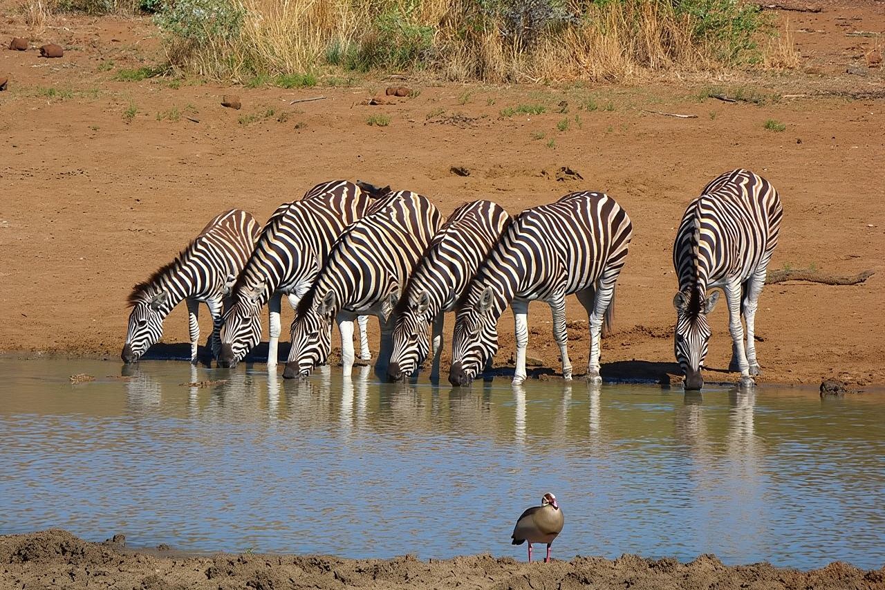 ヨハネスブルグまたはプレトリア発ピラネスバーグ動物保護区6時間サンライズサファリ