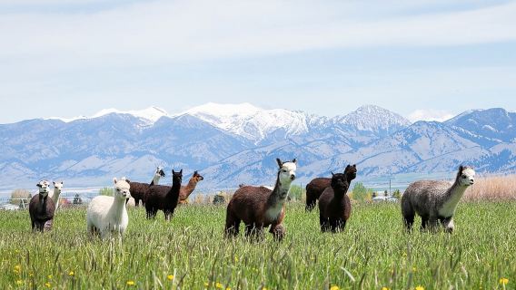 Alpaca and Llama Farm Tour