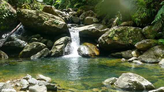 Yunque & Piñones Tour Hike Eat & Adventure with a Local; San Juan