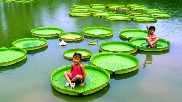 Lawatan Sehari ke Taman Botani Akademi Sains China Yunnan + Taman Etnik Dai Xishuangbanna - Pengangkutan Hotel Kenderaan Persendirian