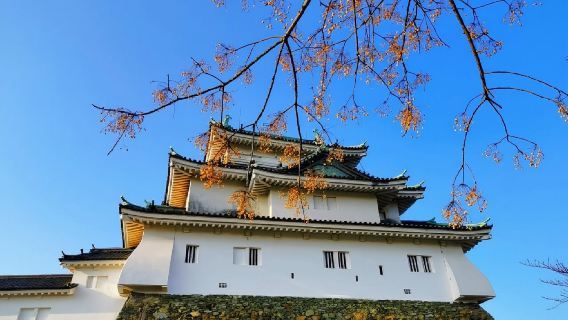 日本大阪+和歌山+三段壁+圓月島一日遊/行程可調-可客製化多日