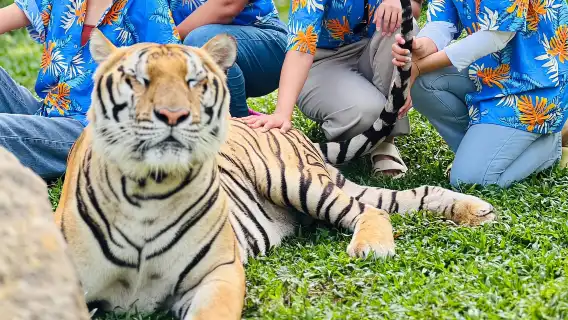 【摸老虎】普吉Tiger Park Phuket查龍老虎公園