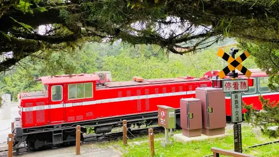 阿里山国家森林遊楽区+奮起湖 日帰りツアー【台中市内ホテル発】