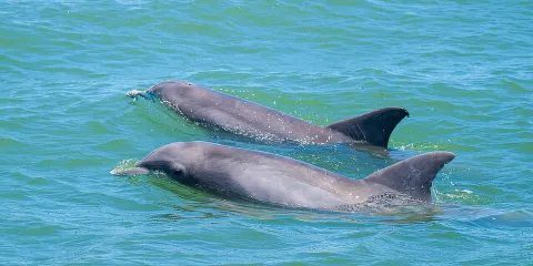 聖奧古斯丁海豚與野生動物探險之旅