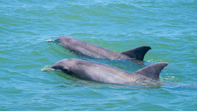 Dolphin and Wildlife Adventure of St. Augustine
