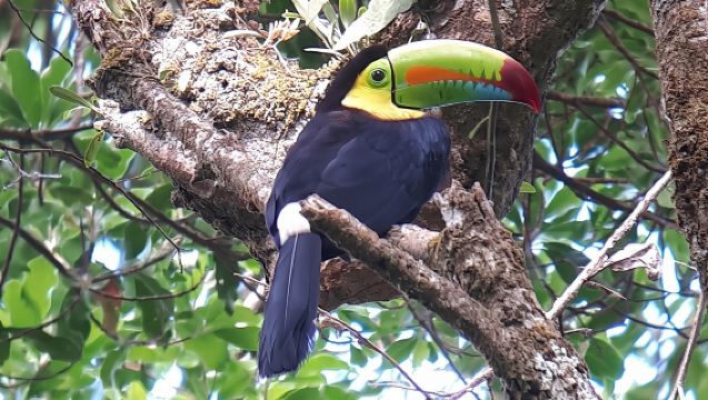 Monteverde Birdwatching Experience