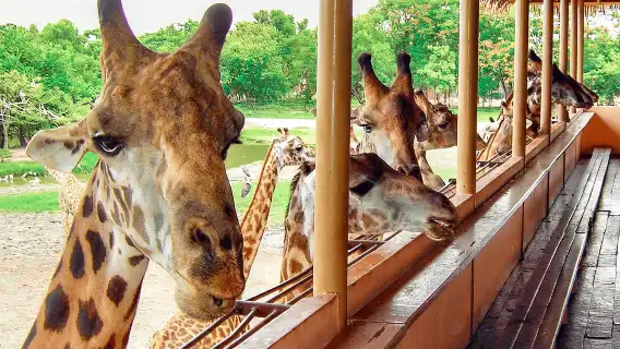 [私人訂製] Safari World 專屬一日遊 – 資深司機 & 客製化行程