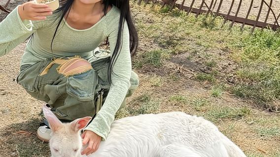 Melbourne: Tren Puffingbilly y excursión de un día a la Isla de los Pingüinos