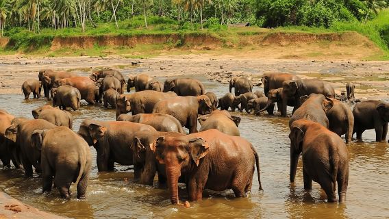 From Kandy: Elephant Orphanage, Ambuluwawa & Tea Museum Tour