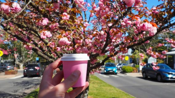 Roos, Blues & Views – Tagestour in die Blue Mountains mit Mittagessen