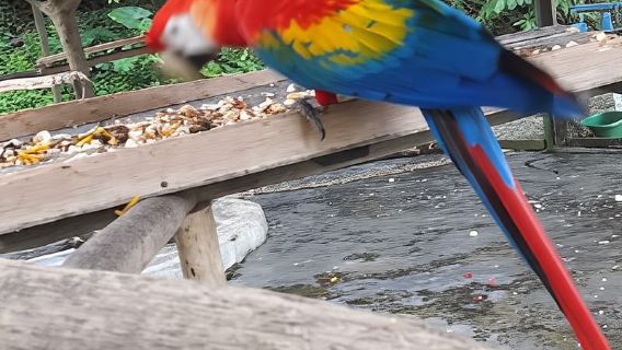 4 Amazonasflüsse und Ganztagestouren