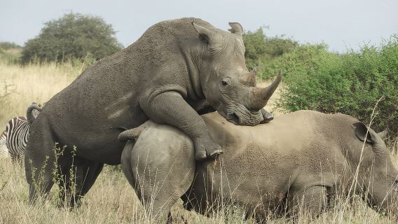Nairobi national Park & Elephant orphanage in 4x4 landcruiser