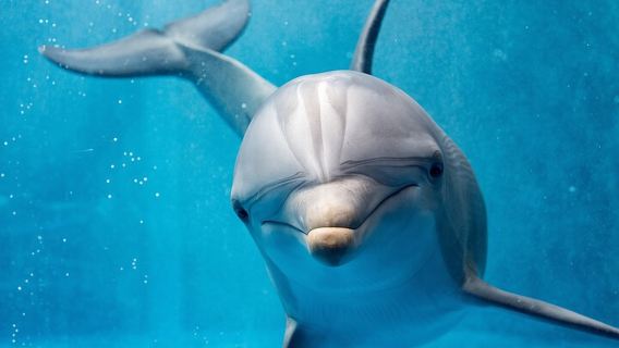 Hurghada: Dolphin House Experience, Snorkeling Sea Trip W/ Lunch