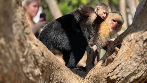 Monkey, Crocodile, Sloths & Beach Experience