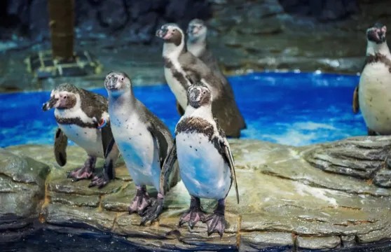 一山Aqua Planet水族館門票大小同價（非韓國籍）