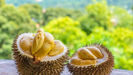 東北縣特色體驗