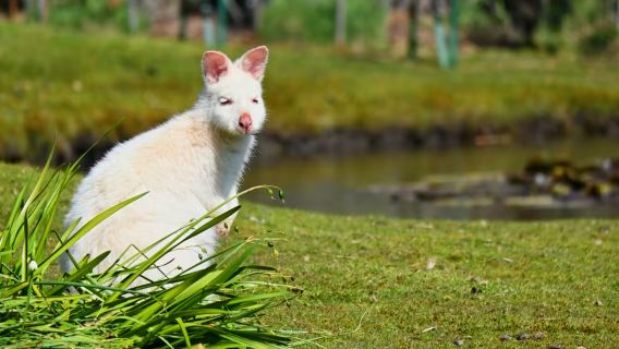 塔斯馬尼亞荷巴特布魯尼島一日遊【中文團丨飯店接駁丨尋白袋鼠】