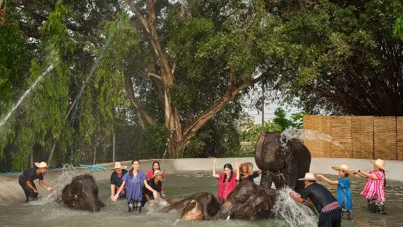 【暢遊曼谷大象營】親密接觸大象，餵食嬉水樂無窮！