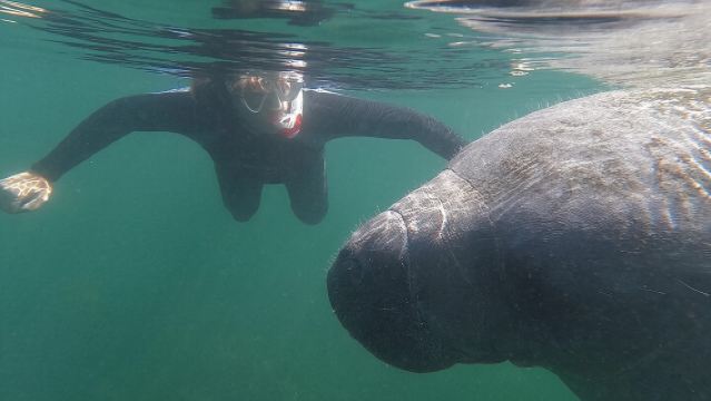 Crystal River: Semi-Private Manatee Swim Tour With Heated Boat