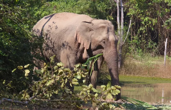 野生動物救援中心之旅