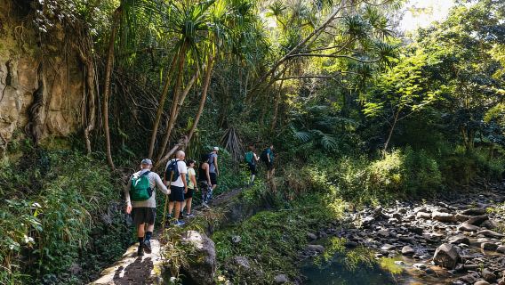 Maui: Caminata guiada por las cascadas de la selva tropical con almuerzo tipo picnic