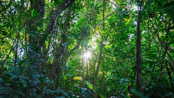 Île Maurice : Découverte des chutes de Tamarin avec un guide