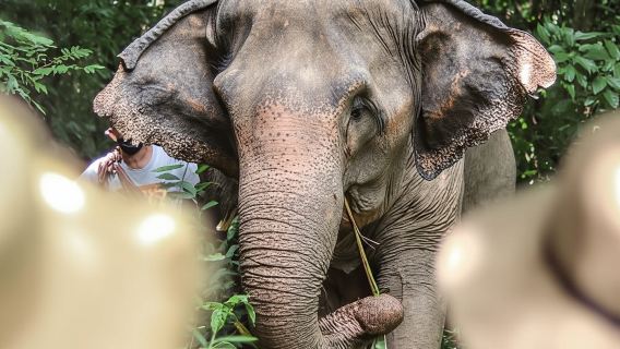 Phuket: Entrada a la Reserva Natural de Elefantes y visita guiada