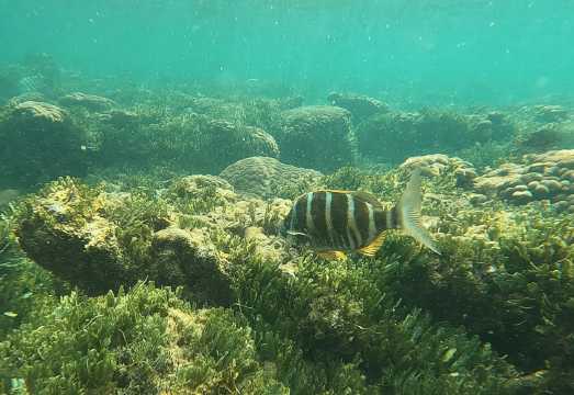 Boa Vista: Snorkeling at Gatas Bay & North East Tour
