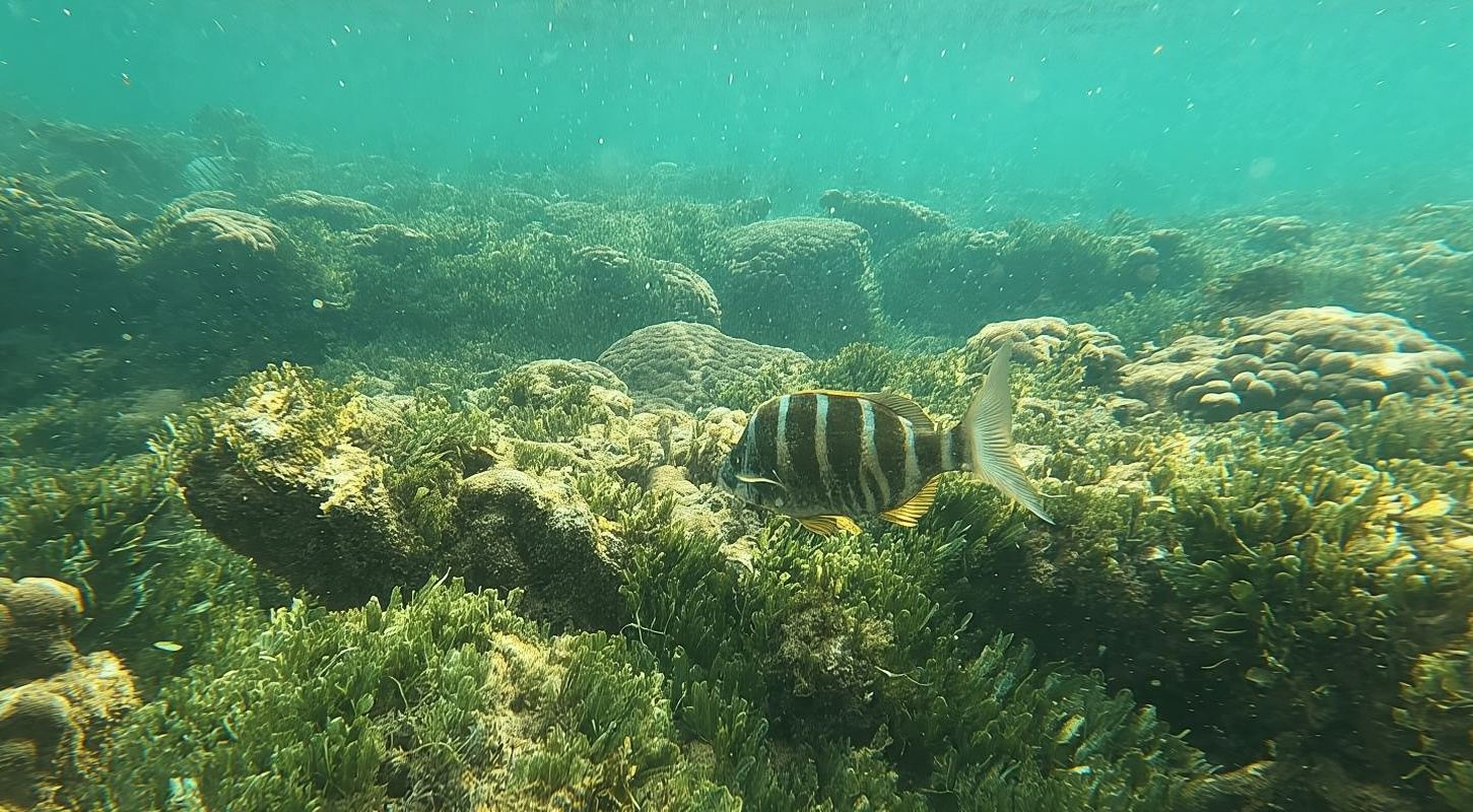 Boa Vista: Schnorcheln in der Gatas Bay und Nordosttour